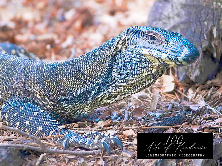 Australian Wild Videography - 100 Acts of Kindness - Videography movie production on gold coast brisbane